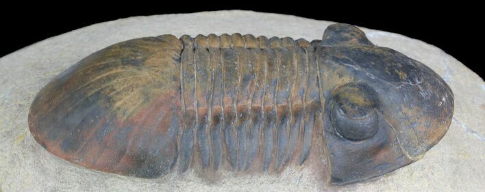 Prone, Paralejurus Trilobite - Atchana, Morocco #46333